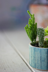 cactus succulents in a ceramic pot