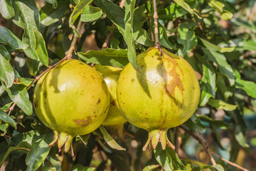 Pomegranate on tree branch, selective focus