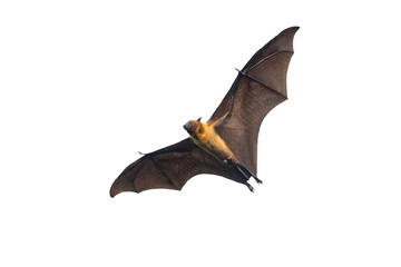 Fototapeta premium Bat flying on white background 