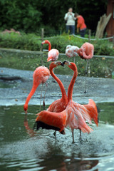 tanzende flamingos