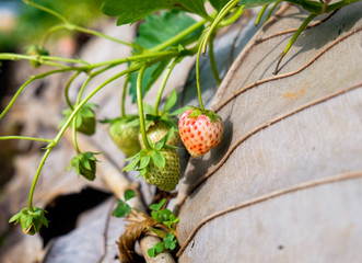Strawberry fruit in garden