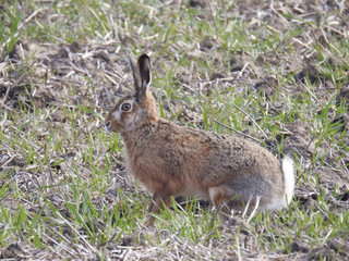 Fototapeta premium Hasen