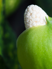 The Aglaonema modestum Flower Blooming