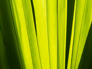 Chinese Fan Palm Leaf Spread and Shadow