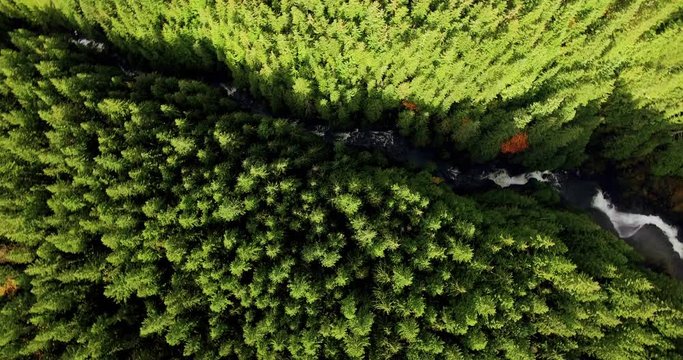 Aerial Shot Looking Straight Down Spinning Above River in Pine Tree Thickly Forested Land