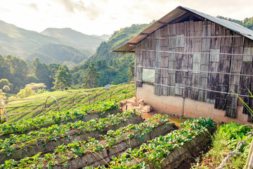 Naklejka premium Home in valley strawberry platation and dog pet