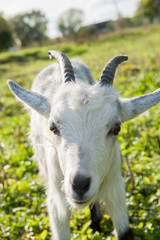 Fototapeta premium Young white goat at village farm or ranch.