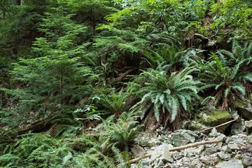 View of tropical plants