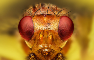 golden fly in extreme detail - macro