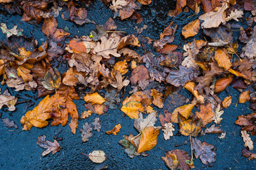 Wet autumn leaves on tarmac road background 