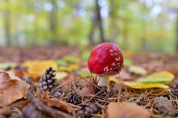 Red Amanita mushroom, poisonous organism, close up shot with for