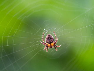 Orange Spider in The Web