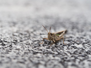 Brown Grasshopper on The Ground