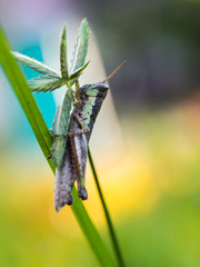 Grasshopper on The Unwanted Flora