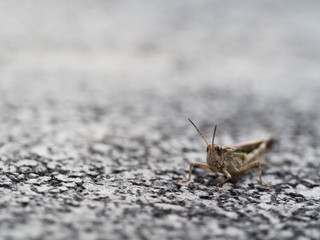 Brown Grasshopper on The Ground