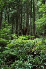 View of tropical forest