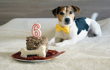 Treats for dog pet on his sixth birthday. Selective focus