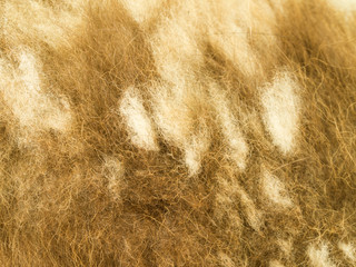 Hair of Siberian Husky Background