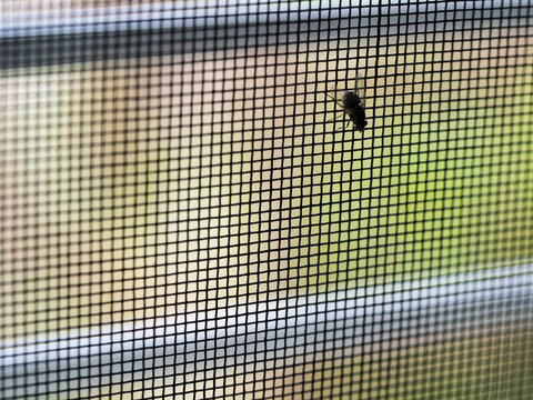 Fly on The Mosquito Wire Screen