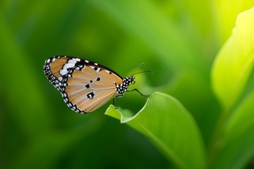 beautiful butterfly on Green leaf in nature