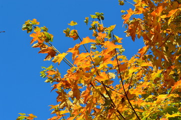 A close-up image of colourful Autumn leaves against a blue sky.