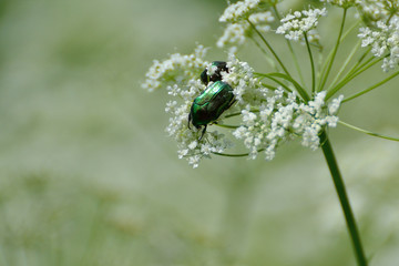 Emerald bug