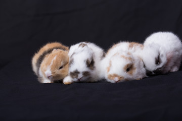 4 of baby rabbits sitting together in black background