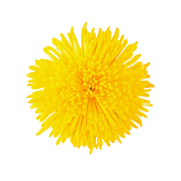 Chrysanthemum yellow head flower isolated