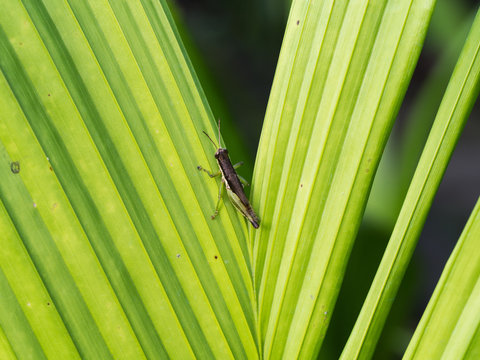 Grasshopper Perched on Green Palm - Powered by Adobe