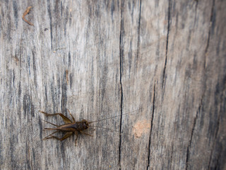 Cricket on The Wooden Stair