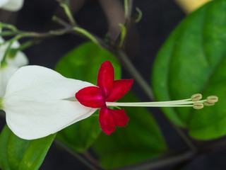White bleeding Heart Flowers Blooming