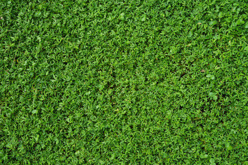 Green grass Texture