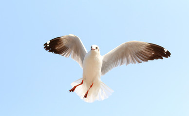 Fototapeta premium Seagulls fly in the sky at Bang Pu,Thailand.