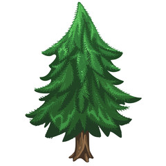Coniferous pine tree, Christmas symbol