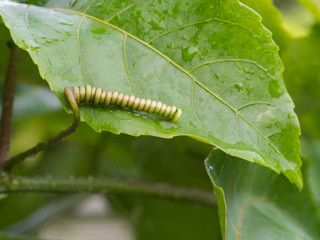 Tentacles of Passion