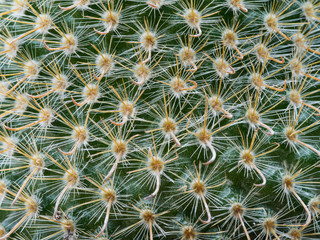 Thorns of Little Cactus