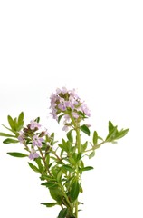 thyme