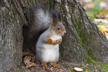 squirrel on a tree