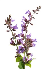 Fototapeta premium Sage