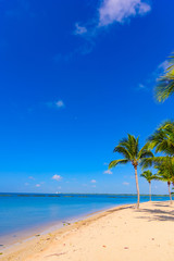 Obraz premium Palm Ocean Sky