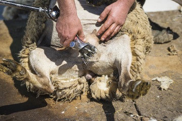 Sheep shearing