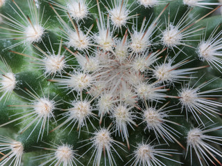 Thorns of Little Cactus
