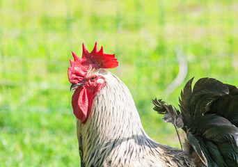 Coq Sussex Herminée en gros plan