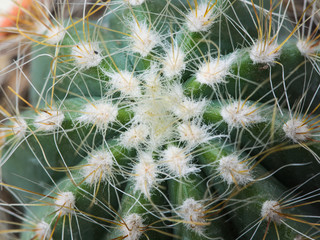 Thorns of Little Cactus