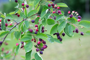 Amelanchier canadensis fruit on the tree