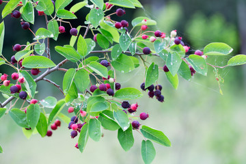 Amelanchier canadensis fruit on the tree