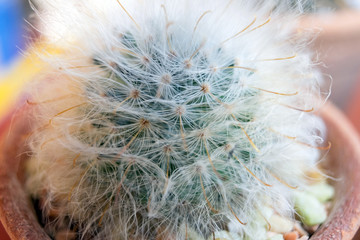 Small cactus species in brown vase on top view flat lay