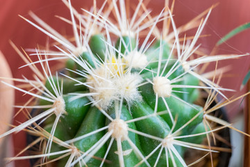 Small cactus species in brown vase on top view flat lay