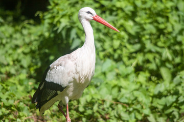 Fototapeta premium Cigogne blanche - Ciconia ciconia - dans le feuillage