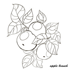 Hand-drawn apple tree branch with fruits and leaves.